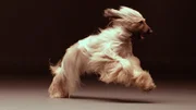 Lucah der Afghanischer Windhund