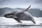 Das neue Verhalten der Buckelwale vor Vancouver Island ist offenbar nicht nur für die Forscher eine Überraschung, sondern auch für andere Wale. Diesen jungen Buckelwal haben die Wissenschaftler Hilroy getauft. Er findet es merkwürdig, dass die Wale in dieser Bucht so still auf der Lauer liegen und stört alle, die an der Oberfläche den Fallen-Trick versuchen.