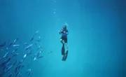 In der Hanifaru Bucht auf den Malediven taucht Andreas Kieling nach Riffmantas.