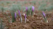 Der Safrankrokus blüht im Herbst