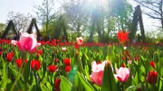 Eine Tour zu den schönsten Gärten Berlins. Vom Rosengarten im Humboldthain über den Britzer Garten bis zu den Gärten im Tierpark Berlin. Bezaubernde Orte, spannende Einblicke in die Natur und echte Geheimtipps. - Britzer Garten.