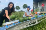 Weil Inga Kreutzfeldt aus dem Kronprinzenkoog in Dithmarschen erst nach der Haupt-Urlaubszeit genug Wassermelonen ernten kann, wird die regionale Vermarktung zur Herausforderung.