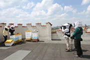 Bienen sind im Grunde friedlich. Sie stechen nur, wenn sie sich bedroht fühlen. Ein Schutzschleier für das komplette Anna-Team kann trotzdem nicht schaden.