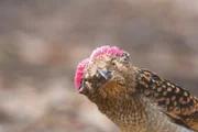 Im Norden Australiens übt ein Fleckenlaubenvogel seinen Hochzeitstanz.