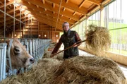 Der gelernte Metzger Mark Junglas setzt sich für ein stressfreies Leben seiner Aubrac-Rinder ein. Hofgut Stöcken in Freudenberg / Siegerland bei Marc Junglas.