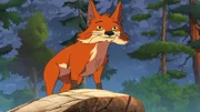 Fuchs Weißschwanz