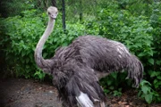 Ostrich Helga.