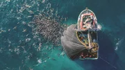 Im Pazifik, vor der chilenischen Küste, müssen Mähnenrobben mit den großen Fischerei-Ketten um Nahrung konkurrieren. Mittlerweile haben sie gelernt, wie sie Sardellen aus den Netzen der Trawler stehlen können. Sobald das Netz hochgezogen wird, geraten die Sardellen in Panik und springen in die Luft. Auf diesen Moment haben die Robben gewartet und schnappen zu. Diese Technik scheint eine leichte Mahlzeit zu sichern, aber die Konkurrenz ist groß und es besteht immer die Gefahr, selbst im Netz zu landen oder sich in den Maschen zu verfangen.