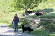 Bindi ist der Hütehund der Alm. Wenn sie nicht gerade die Kühe treibt, möchte sie ununterbrochen spielen.