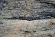 Blauschafe bei Mount Kailash.