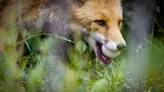 Der Fuchs begnügt sich mit dem Ei als Beute.