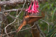 Rostroter Andenkolibri, Los Nevados Nationalpark.