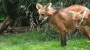 Mähnenwölfe im Außengehäge des Zoos in Leipzig.