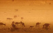 Andreas Kieling bilanziert, wie es um die Saiga-Antilopen in der Steppe von Kasachstan steht.
