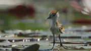 Große Füße sind das Geheimnis der Blatthühnchen. Mit ihrer Hilfe können sich die Vögel auf der dünnsten Vegetation fortbewegen ohne unterzugehen. Bei frischgeschlüpften Küken sind die Füße fast doppelt so lang wie das ganze Küken hoch ist.