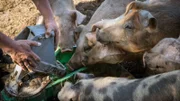Auf dem Mutschenhof gibt es auch Schweine; NDR Fernsehen ARD-HOFGESCHICHTEN - ACKERN ZWISCHEN ALPEN UND OSTSEE, "Die Schweine büxen aus", am Sonntag (13.10.24) um 15:15 Uhr. Auf dem Mutschenhof gibt es auch Schweine © NDR/Thomas Ernst, honorarfrei - Verwendung gemäß der AGB im engen inhaltlichen, redaktionellen Zusammenhang mit genannter NDR-Sendung und bei Nennung "Bild: NDR/Thomas Ernst" (S2+). NDR Presse und Information/Fotoredaktion, Tel: 040/4156-2333 oder -2305, pressefoto@ndr.de