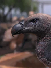 Vultures are immune to bacteria due to their stomach acid
