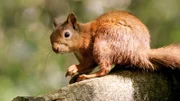 Eichhörnchen halten keinen Winterschlaf, dafür machen sie im Sommer mittags Siesta.