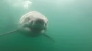 Dr. Greg Skomal hat über 230 Weiße Haie vor Cape Cod markiert. Jeder Hai wird zunächst identifiziert, damit das Team alle besonderen Merkmale analysieren und das Geschlecht bestimmen kann.