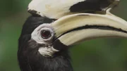 Das Orienthornvogel-Männchen ist wochenlang mit der Lieferung von Früchten, Samen und Insekten für seine Partnerin beschäftigt.