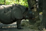 Rhino goes out into the holding yard.