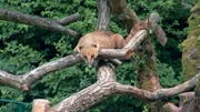 Nasenbär Bruno im Gehege des Kronberger Opel-Zoos.