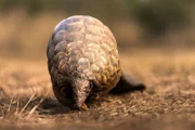 In der Wildnis sind Steppenschuppentiere ständig auf der Suche nach Ameisen oder Termiten.