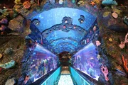 The view of the tank from the start of the walkway.