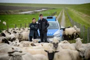 Ostfriesland, Schafe, schmutzige Deals – und mitten drin die Polizisten Süher Özlügül (Sophie Dal, l.) und Henk Cassens (Maxim Mehmet, r.).