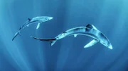Zwei Blauhaie im klaren Wasser vor der Westküste Irlands. Blauhaie werden bis zu vier Meter groß und erreichen ein Gewicht von 200 kg. Sie kommen hauptsächlich im offenen Ozean vor.