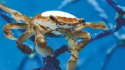 Diese Kolumbuskrabbe lebt auf einem Fischernetz, das im Ozean treibt. Obwohl die Kolumbuskrabbe ihr gesamtes Leben auf dem offenen Meer zubringt, ist es mit ihren Schwimmkünsten nicht weit her. Sie braucht Treibgut, um sich dauerhaft über Wasser zu halten. Sehr gern entert sie auch den Panzer Unechter Karettschildkröten, um auf große Fahrt zu gehen.