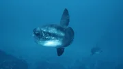 Der Mola Mola ist der größte Knochenfisch der Welt.