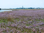 Im Hochsommer verwandelt wilder Strandflieder die Salzwiesen der Lagune in ein Meer aus violetten Blüten.