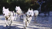 Vier Huskys laufen