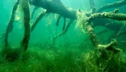 Liegen umgestürzte Bäume über Jahre im Wasser, werden sie von Pflanzen bewachsen und sind ein perfekter Unterschlupf für viele Tiere.