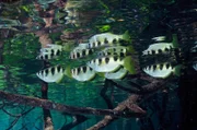Schützenfische sind bei der Jagd auf Insekten zwischen Mangrovenbäumen in Raja Ampat, Indonesien.