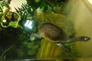 Roti Island snake-necked turtle on exhibit.