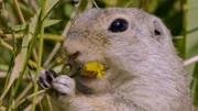 Europäische Ziesel haben eine Vorliebe für nahrhafte Blüten.
