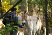 Keeper Carlos Flores feeds a Przewalski's horse.
