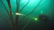NDR Fernsehen EXPEDITIONEN INS TIERREICH , "Der Stechlin - Im Reich der klaren Seen", am Mittwoch um 20:15 Uhr. Hechte vor die Kamera zu bekommen ist nicht einfach. Die großen Raubfische sind extrem scheu.
