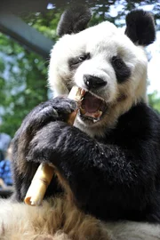 Dank intensiver Pflege von Detlef Liebschwager erfreut sich Panda Bao Bao bester Gesundheit. Bambus kauend sieht er entspannt seinem 33. Lebensjahr entgegen.