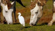 Obwohl er ein Kuhreiher ist, mag er offensichtlich auch die Gesellschaft von Pferden. Hier vertilgt der kleine Reiher umherschwirrende Insekten.