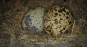Eier des Siedelwebervogels im Nest.