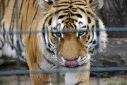rbb Fernsehen PANDA, GORILLA & CO., TEIL 193, "Geschichten aus dem Zoo Berlin und dem Tierpark Berlin", am Freitag um 21:00 Uhr. Tiger Darius soll im Tierpark für Nachwuchs sorgen und so wurde ihm nach dem Tod von Sindaja die zickige Magdeburgerin Colina als „Übergangsfrau“ zur Seite gestellt.