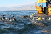 Im Pazifik, vor der chilenischen Küste, müssen Mähnenrobben mit den großen Fischereiketten um Nahrung konkurrieren. Mittlerweile haben sie gelernt, wie sie Sardellen aus den Netzen der Trawler stehlen können. Sobald das Netz hochgezogen wird, geraten die Sardellen in Panik und springen in die Luft. Auf diesen Moment haben die Robben gewartet und schnappen zu. Diese Technik scheint eine leichte Mahlzeit zu sichern, aber die Konkurrenz ist groß und es besteht immer die Gefahr, selbst im Netz zu landen oder sich in den Maschen zu verfangen.