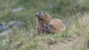 Murmeltiere sind nach dem Biber unsere größten heimischen Nagetiere. In Deutschland stehen die putzigen Bergbewohner unter Naturschutz.