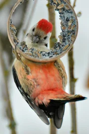 Ohne Fütterung würden viele Vogelarten nur schwer über den Winter kommen.