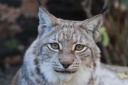 Luchs.
