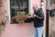 Wird es Frank Rosin gelingen, das Wirtshaus "Grüner Baum" vor dem endgültigen Ruin zu bewahren?