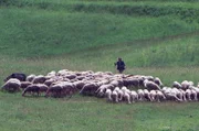 Mächtige Gebirgszüge und üppige Weidegründe machen Bulgarien zu einem Paradies für Weidetiere wie Schafe und Rinder.